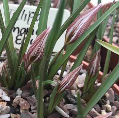 Tulipa amana edulis 